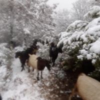 Kırkağaç Bademli Köyü Resimleri 5