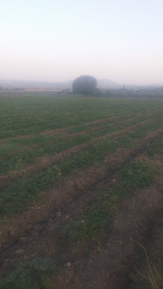 Kırkağaç Gebeler Köyü Resimleri 1