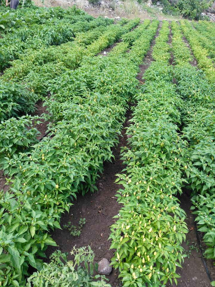 Kırkağaç Gökçukur Köyü Resimleri 2