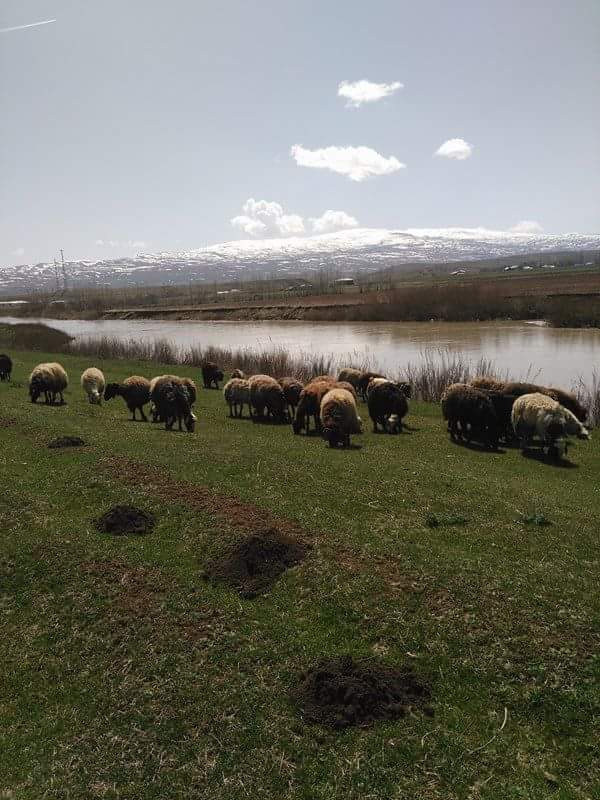 Karaçoban Marufköy Köyü Resimleri 3