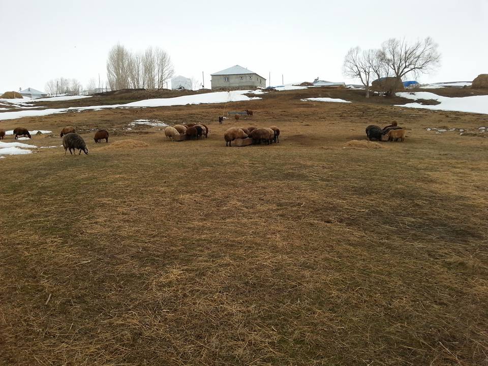 Karayazı Abdurrahman Köyü Resimleri 6