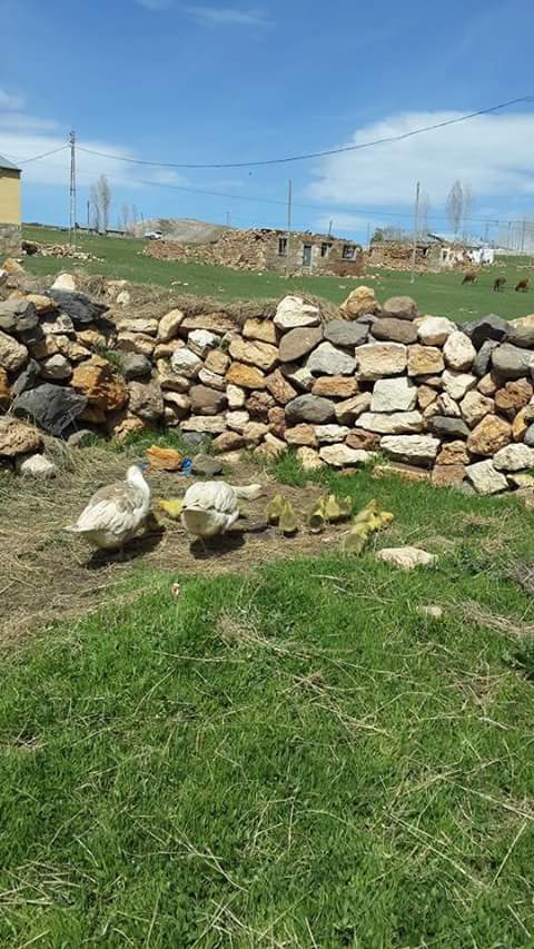 Karayazı Ağaçlı Köyü Resimleri 2