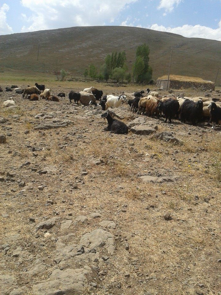 Karayazı Ağaçlı Köyü Resimleri 3