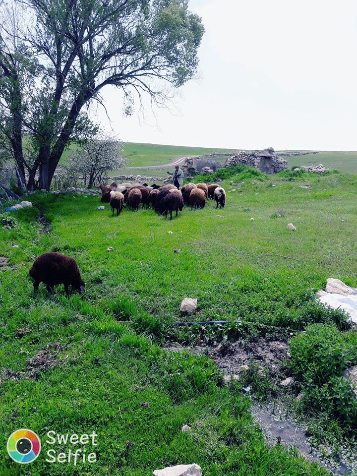 Karayazı Ağaçlı Köyü Resimleri 7