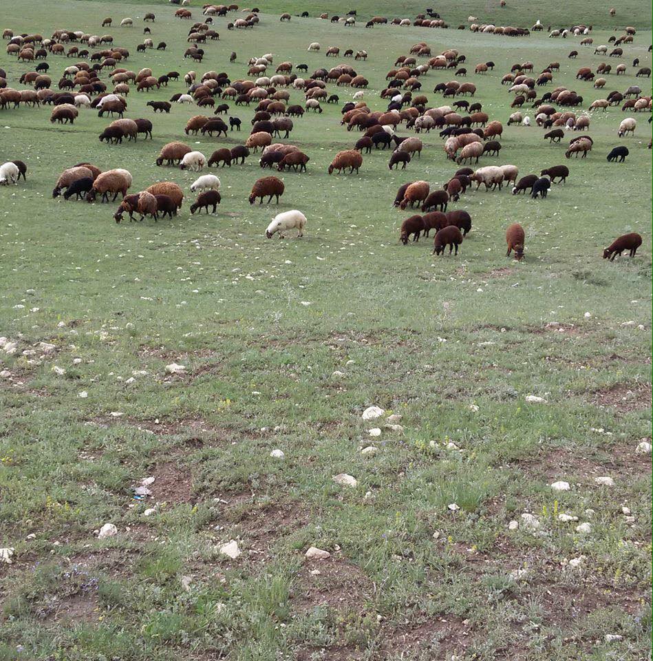 Karayazı Çavuşköy Köyü Resimleri 7