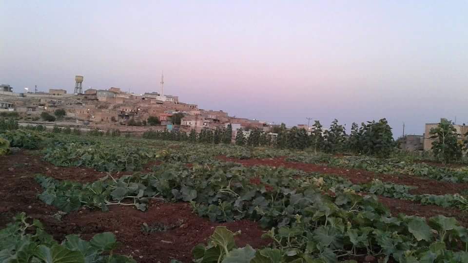 Midyat Barıştepe Köyü Resimleri 3
