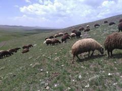 Karayazı Köyceğiz Köyü Resimleri 3