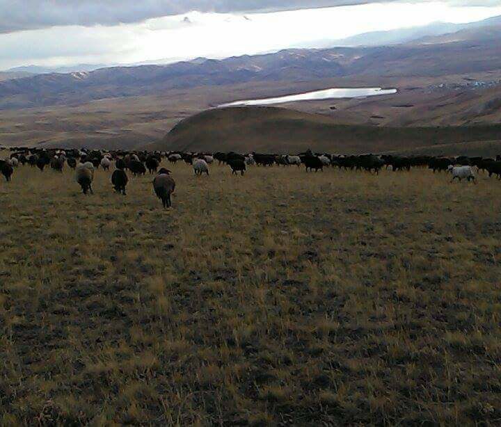 Karayazı Köyceğiz Köyü Resimleri 4
