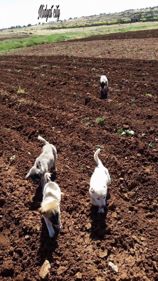 Midyat Doğançay Köyü Resimleri 3
