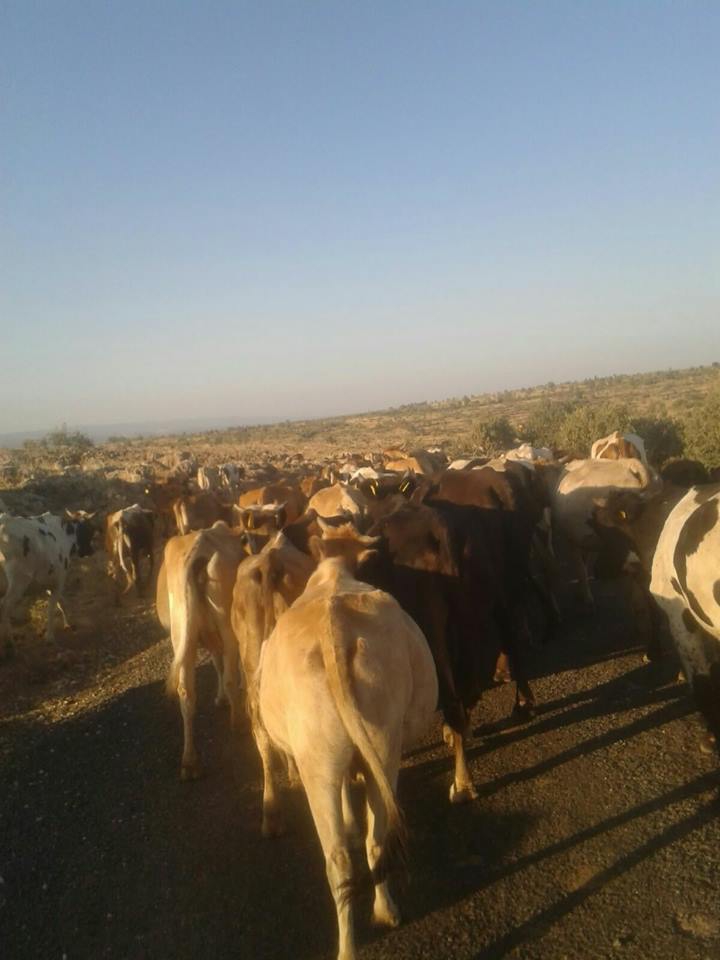 Midyat Doğanyazı Köyü Resimleri 4