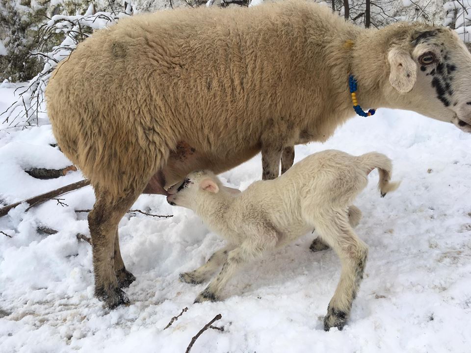 Kırkağaç Hamidiye Köyü Resimleri 1