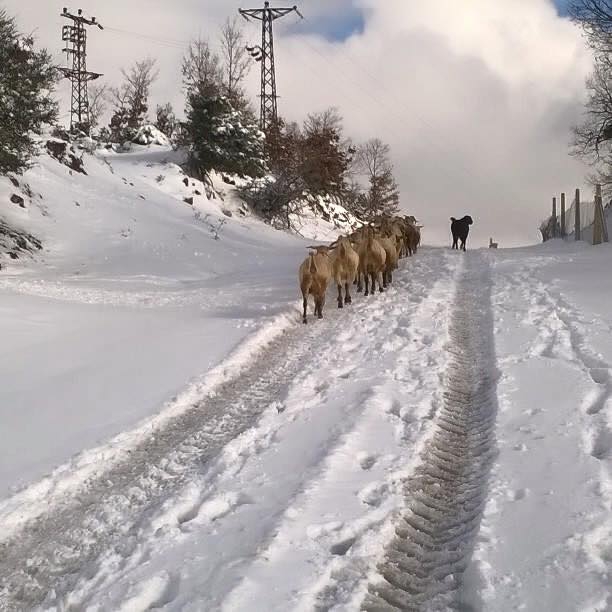 Kırkağaç Kocaiskan Köyü Resimleri 7