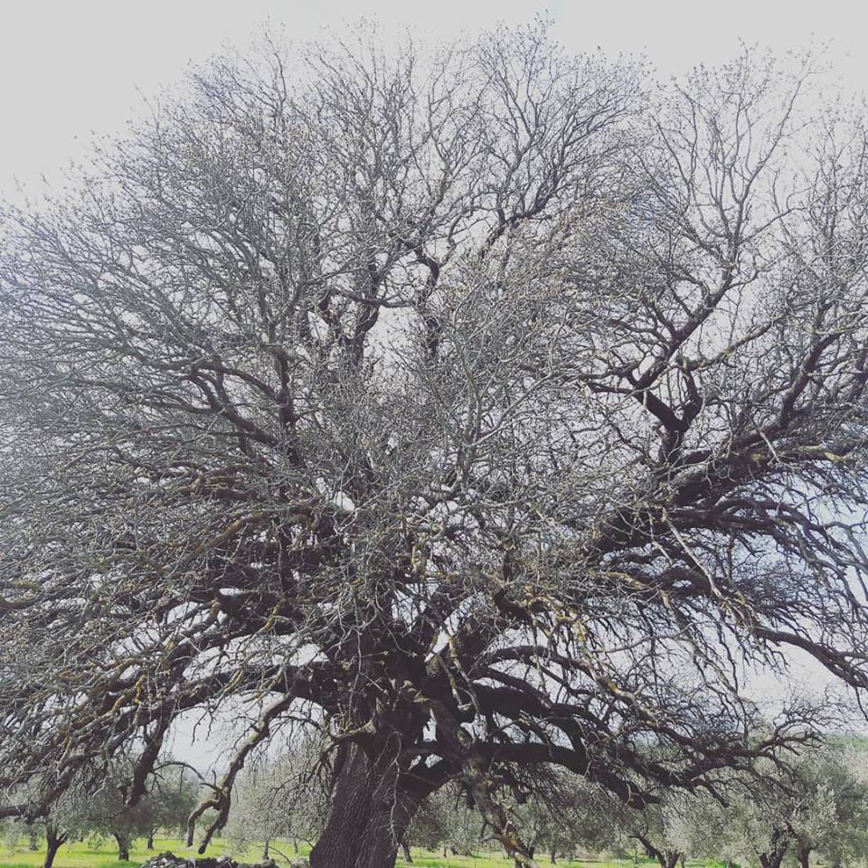 Kırkağaç Küçükyaya Köyü Resimleri 1