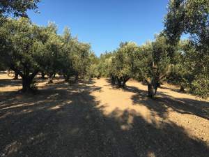 Kırkağaç Musahoca Köyü Resimleri 1