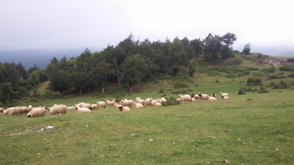 Amasya Abacı Köyü Resimleri 12