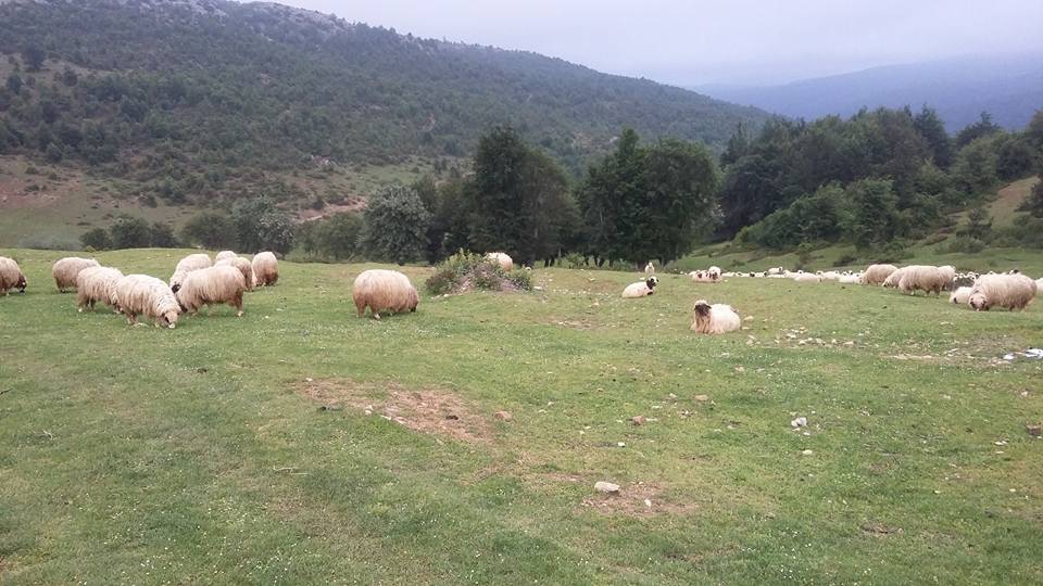 Amasya Abacı Köyü Resimleri 14