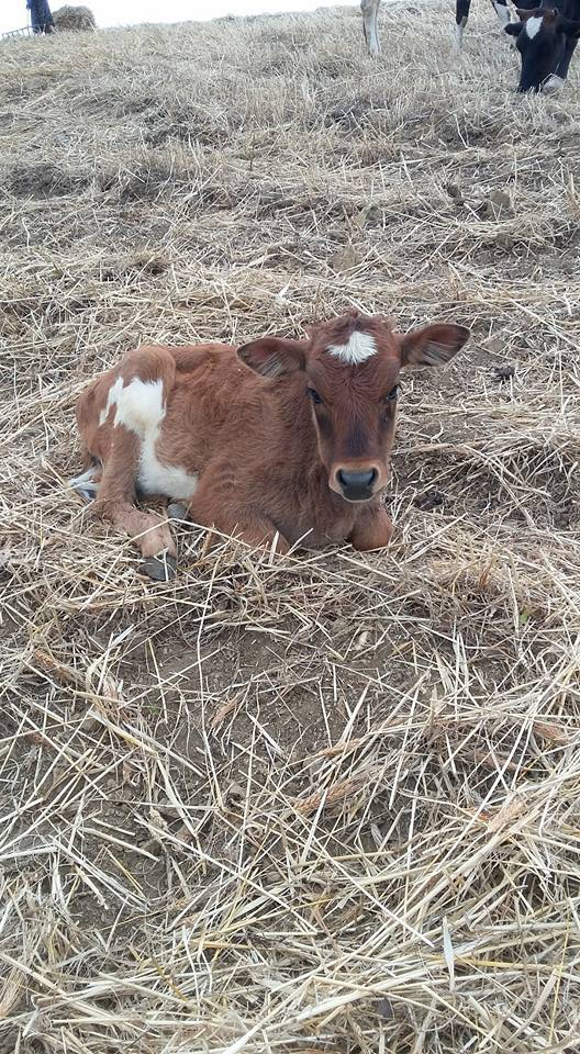 Amasya Abacı Köyü Resimleri 36