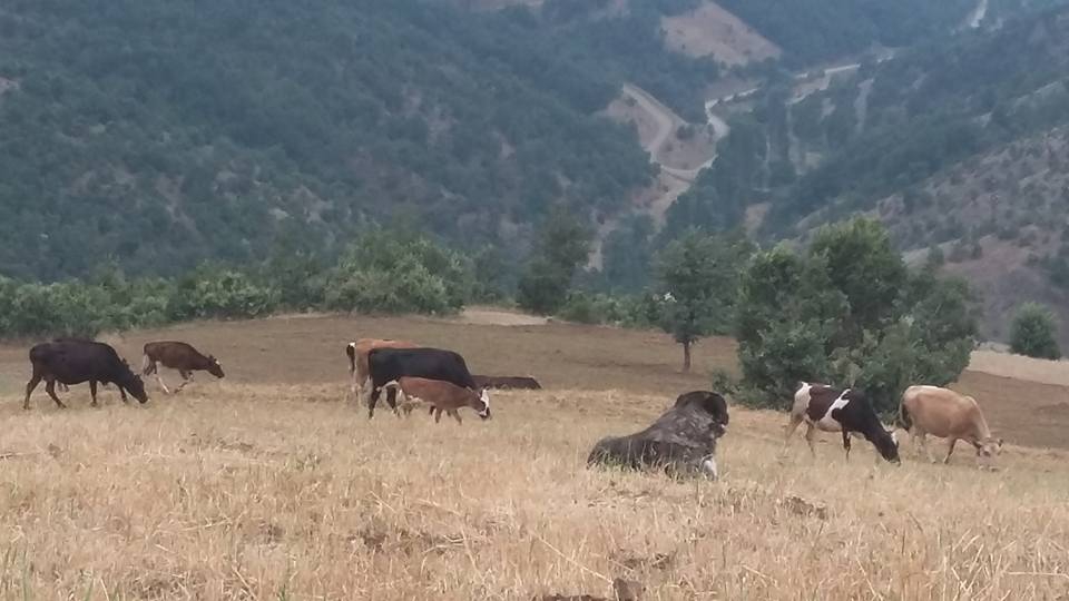 Amasya Abacı Köyü Resimleri 37