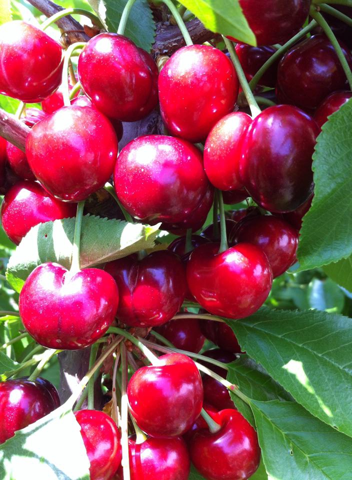 Amasya Aksalur Köyü Resimleri 9