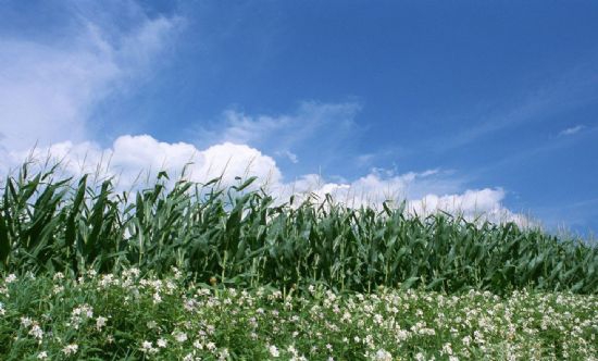 Köprüköy Eğirmez Köyü Resimleri 4