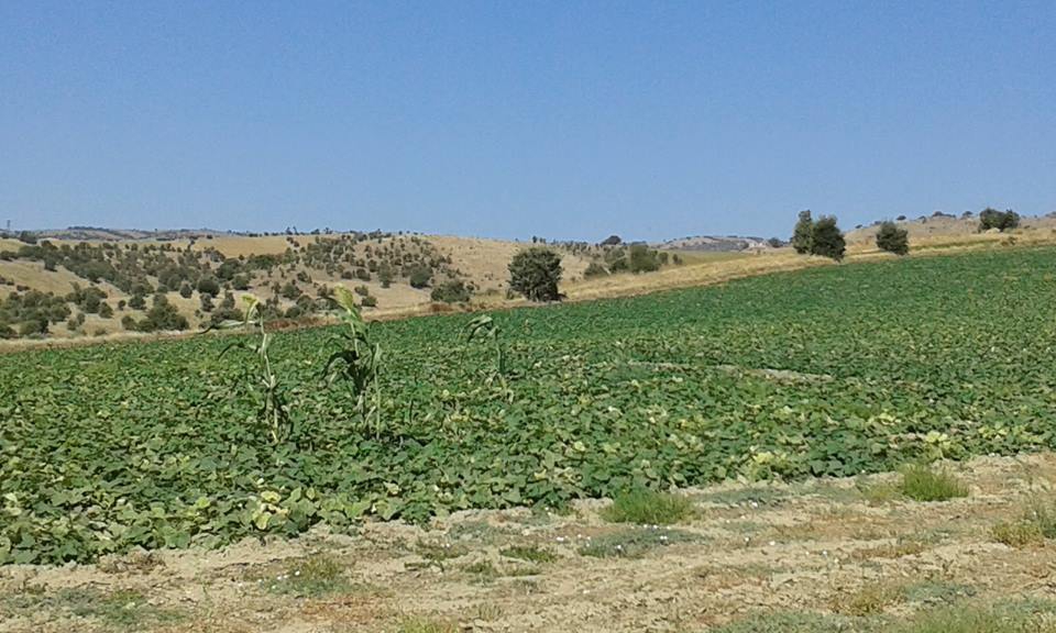 Köprübaşı Esatköy Köyü Resimleri 1