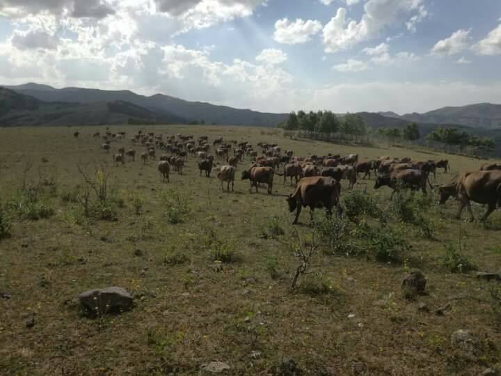 Narman Boğakale Köyü Resimleri 1