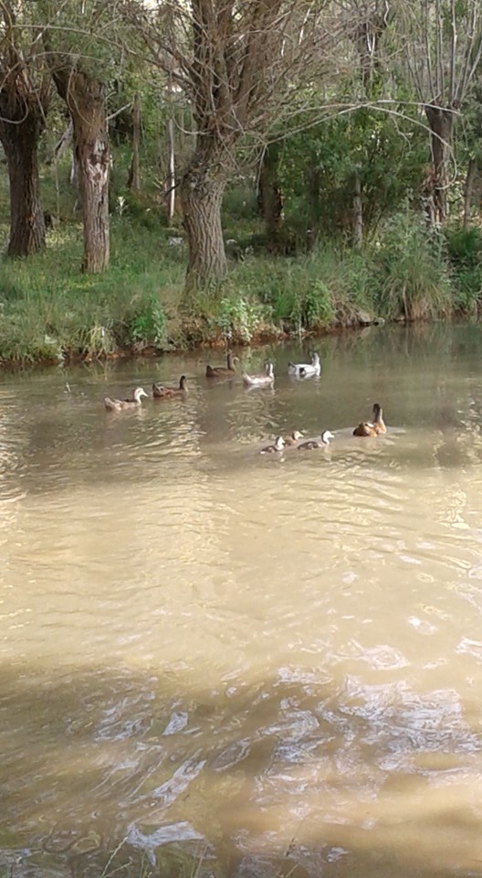 Afyon Sinanpaşa Karacaören Köyü Resimleri 11