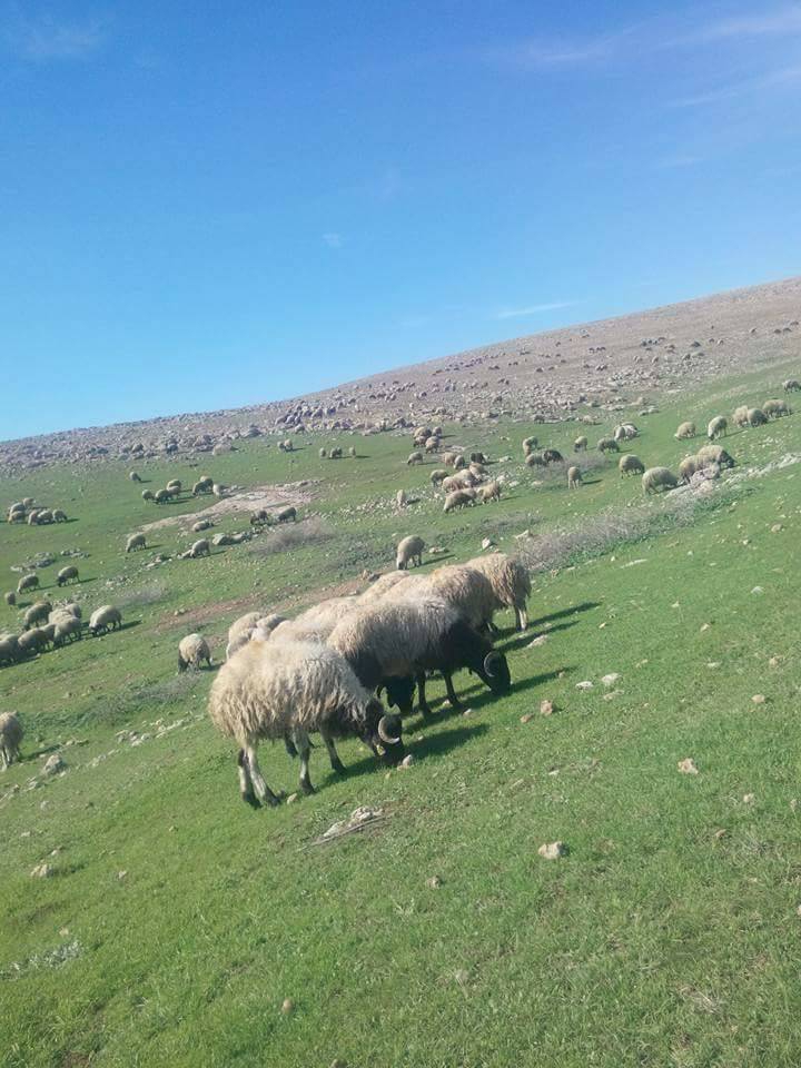 Nusaybin Akçatarla Köyü Resimleri 1