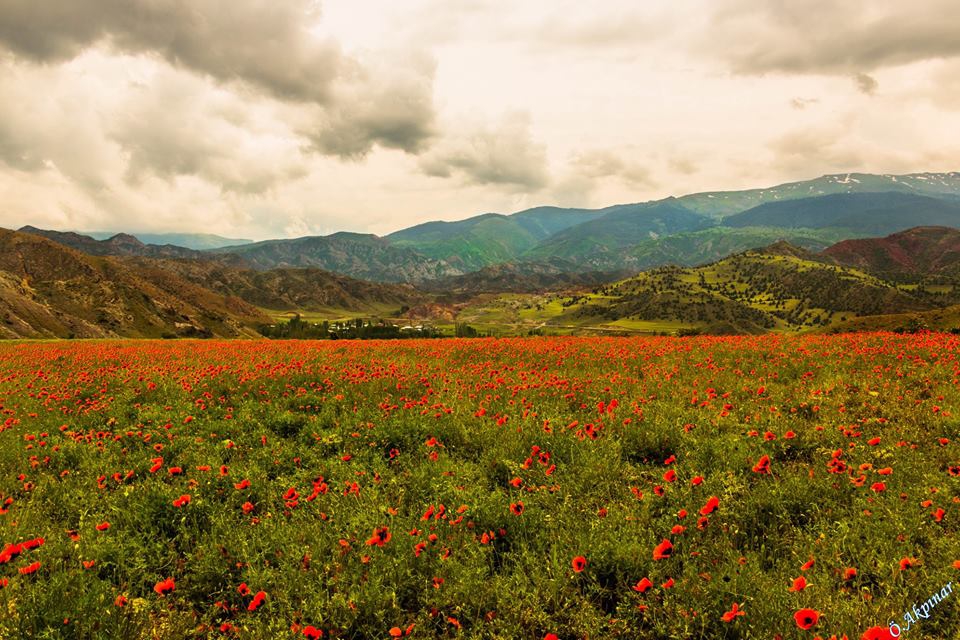 Oltu Aşağıkumlu Köyü Resimleri 3