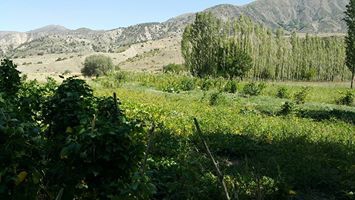 Oltu Başaklı Köyü Resimleri 11