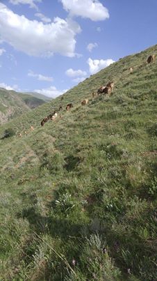 Oltu Çatalsöğüt Köyü Resimleri 2