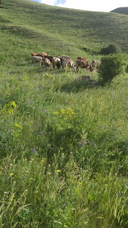 Oltu Çatalsöğüt Köyü Resimleri 4