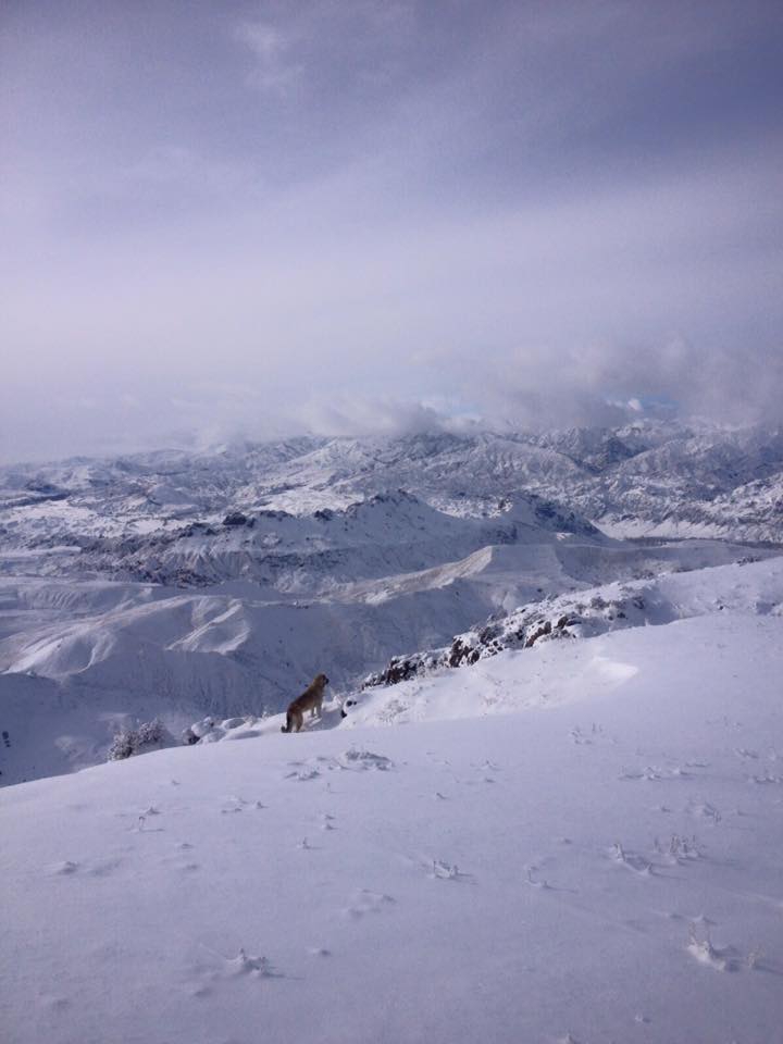 Oltu Çatalsöğüt Köyü Resimleri 6
