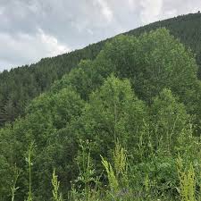 Oltu Dokuzdeğirmen Köyü Resimleri 2