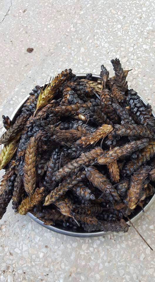 Amasya Göynücek Ardıçpınar Köyü Resimleri 16