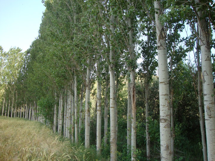 Amasya Göynücek Asar Köyü Resimleri 21