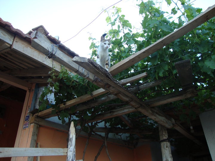 Amasya Göynücek Asar Köyü Resimleri 8