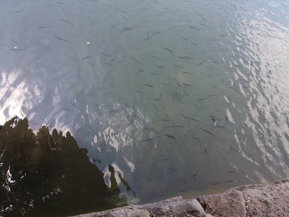 Amasya Göynücek Sığırçayı Köyü Resimleri 4