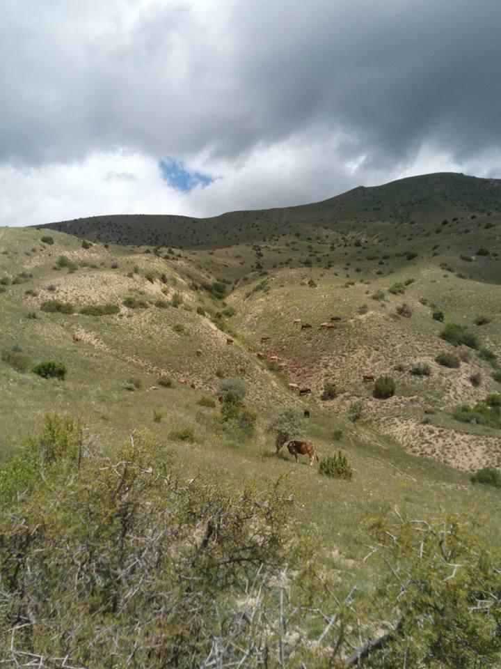 Oltu Kaleboğazı Köyü Resimleri 5