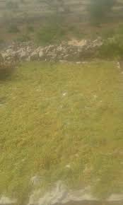 Ömerli Ünsallı Köyü Resimleri 1