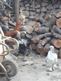 Ömerli Ünsallı Köyü Resimleri 2