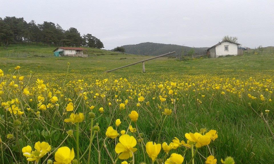Amasya Gümüşhacıköy Alören Köyü 38