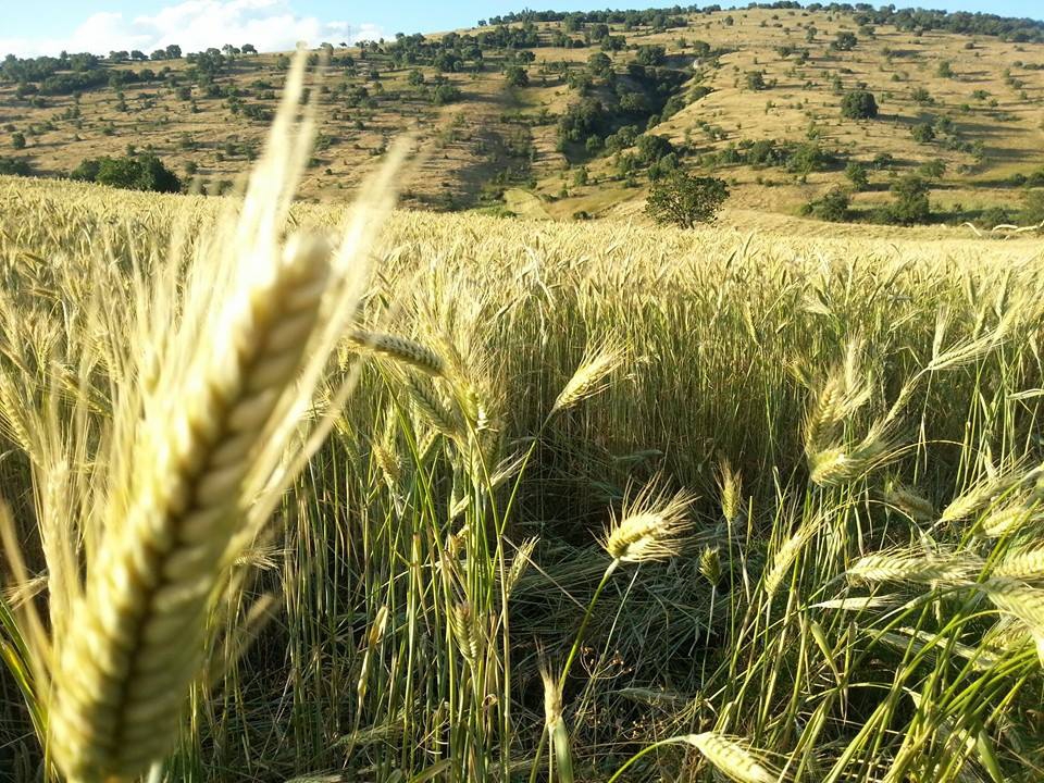 Amasya Gümüşhacıköy Alören Köyü 4