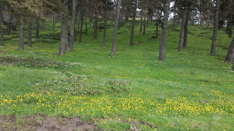 Amasya Gümüşhacıköy Alören Köyü 40