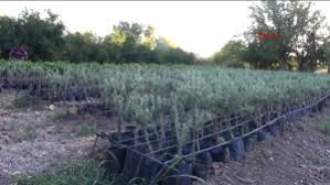 Yeşilli Alıçlı Köyü Resimleri 1