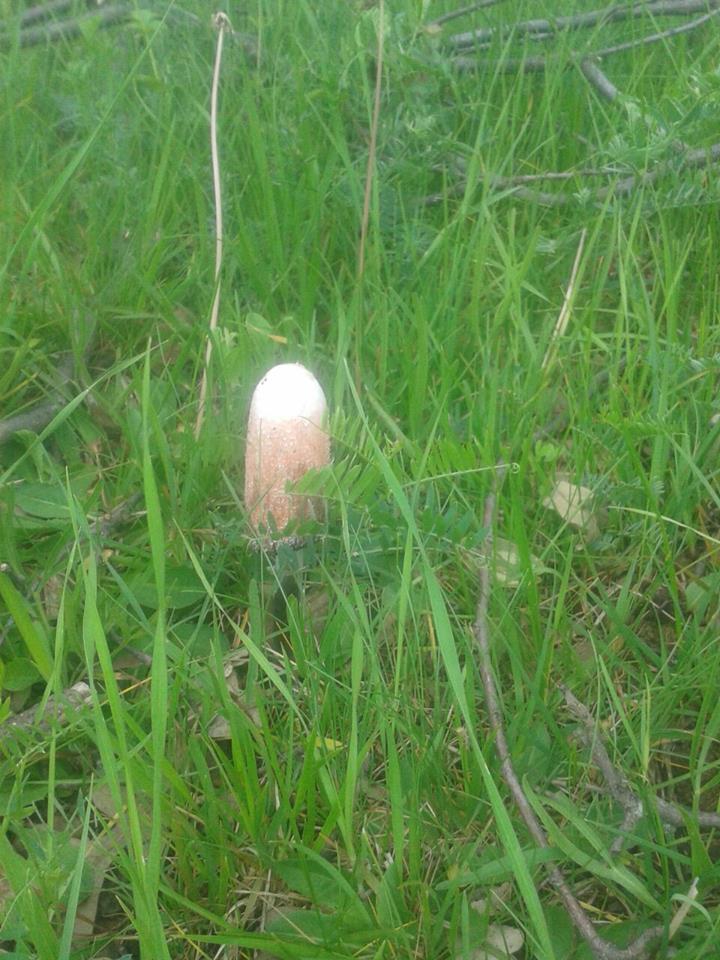 Amasya Gümüşhacıköy Sekü Köyü Resimleri 10