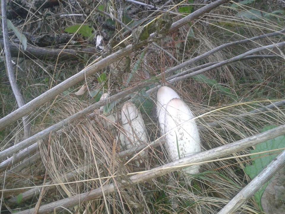 Amasya Gümüşhacıköy Sekü Köyü Resimleri 13