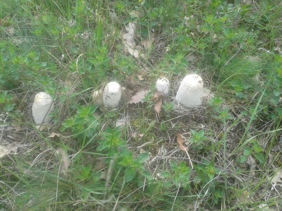 Amasya Gümüşhacıköy Sekü Köyü Resimleri 19