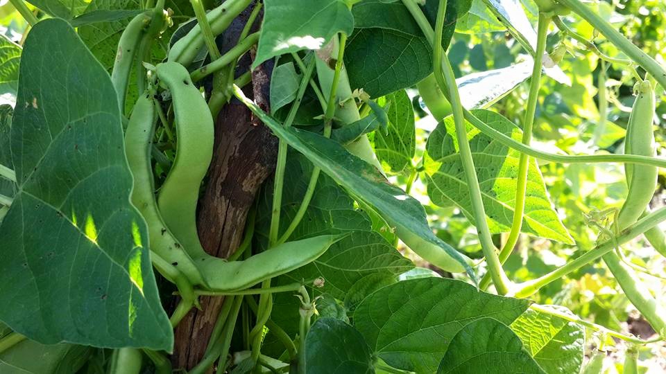 Amasya Gümüşhacıköy Sekü Köyü Resimleri 32