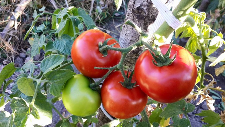 Amasya Gümüşhacıköy Sekü Köyü Resimleri 34